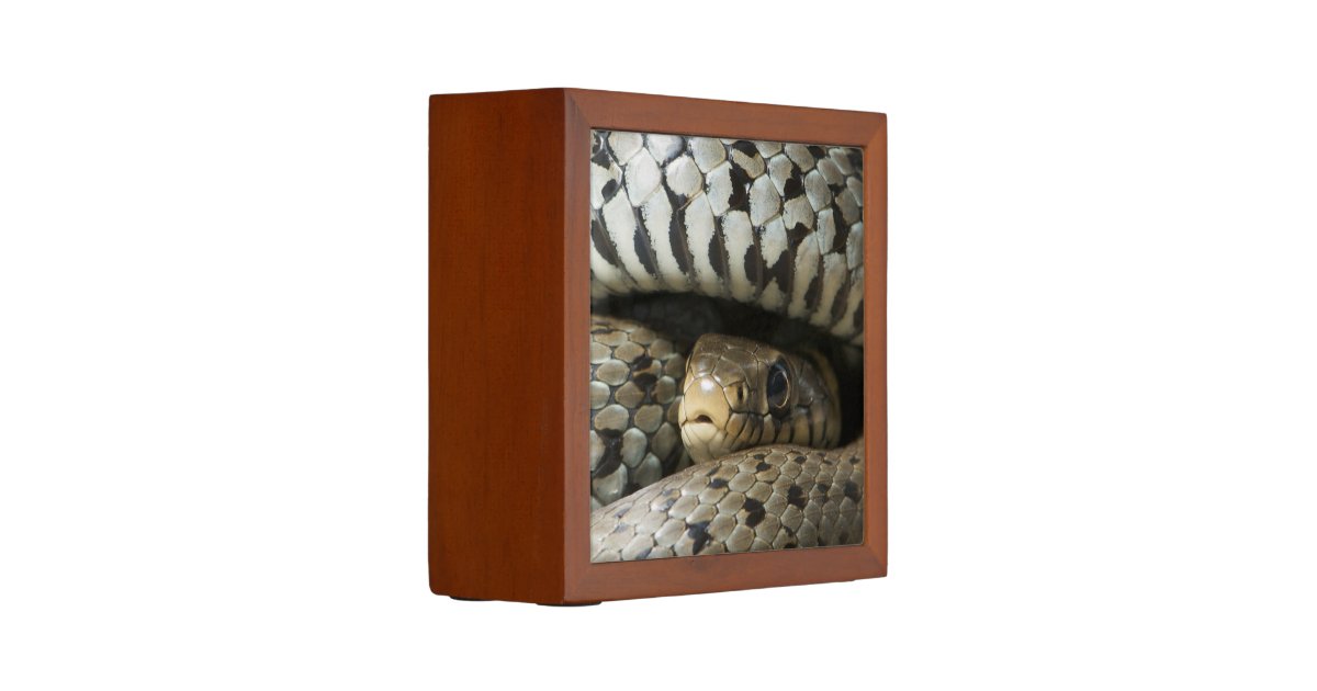 Snake Pencil Holder Zazzle