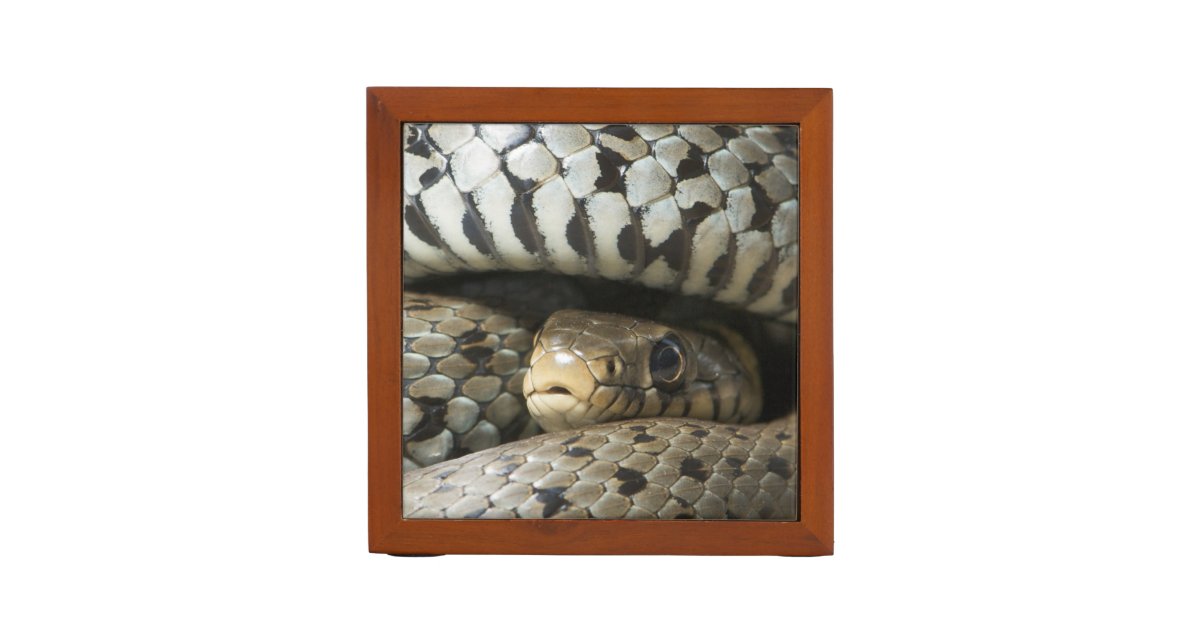 Snake Pencil Holder Zazzle