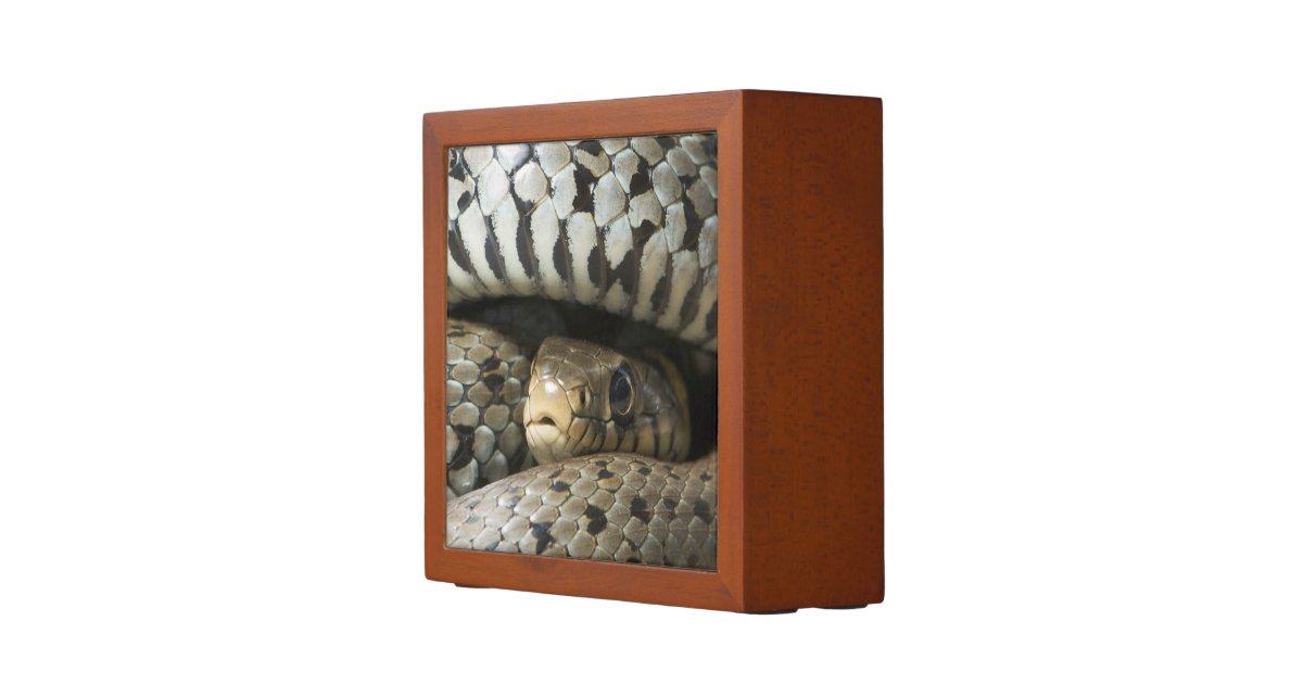 Snake Pencil Holder Zazzle