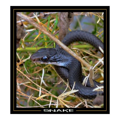 Snake Posters by craftworker