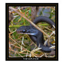 Snake posters by craftworker Snake posters