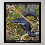 Snake posters