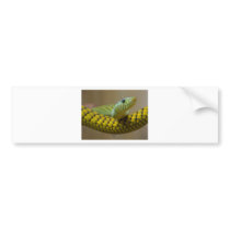 Snake Reptile bumper stickers