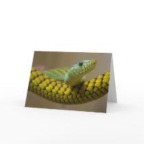 Snake Reptile cards by lifesphere Snake Reptile cards