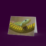 Snake Reptile