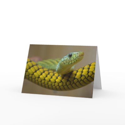 Snake Reptile Greeting Card by lifesphere