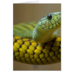 Snake Reptile cards