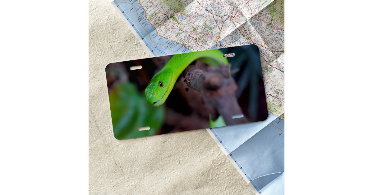 Snake Reptile License Plate | Zazzle