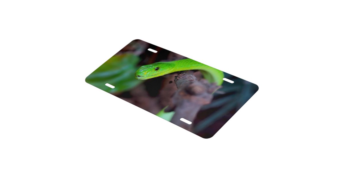 Snake Reptile License Plate Zazzle