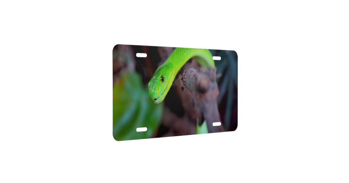 Snake Reptile License Plate Zazzle