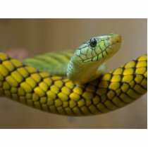 Snake Reptile photo sculptures