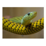 Snake Reptile Post Card