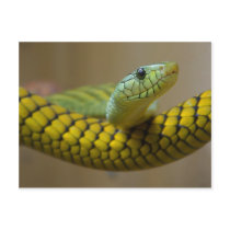 Snake Reptile Post Card