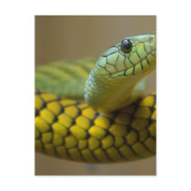 Snake Reptile postcards by lifesphere Snake Reptile postcards