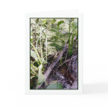 Snake Sunbath Greeting Card