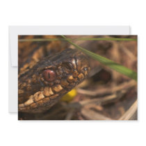 Snakes Head Invitation