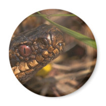 Snakes Head Magnet