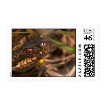 Snakes Head Postage Stamp