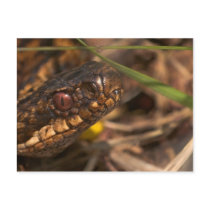 Snakes Head Postcard