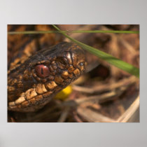 Snakes Head Poster/Print