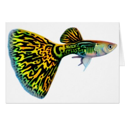 Colorful Guppy