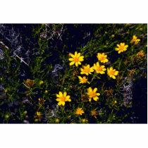 Snakeweed photo sculptures by animalpark Snakeweed photo sculptures