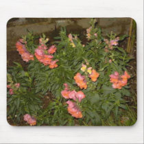Snap Dragons at Night mousepads