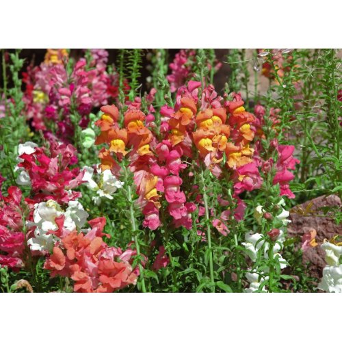 Snapdragon Festival card