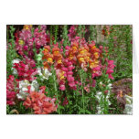 Snapdragon Festival Greeting Card