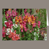 Snapdragon Festival cards