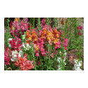 Snapdragon Festival Poster posters