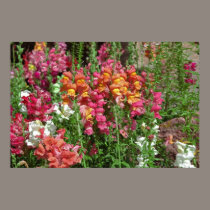 Snapdragon Festival Poster posters