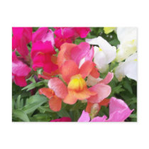 Snapdragon Postcard