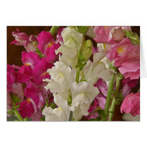 Snapdragons #1 cards by francor Snapdragons #1 cards