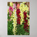 Snapdragons 2 Poster