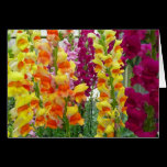 Snapdragons Card