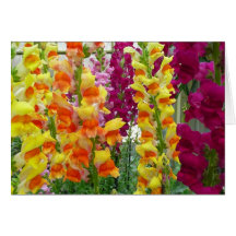 Snapdragons Card