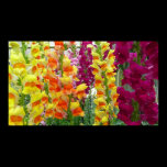 Snapdragons Floral Poster Print