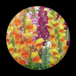 Snapdragons Magnet