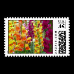 Snapdragons Postage