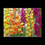 Snapdragons Postcard