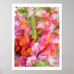 Snapdragons Poster