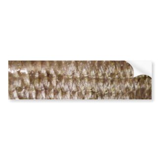 Snapper Scales bumpersticker