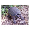 Snapping Turtle 1 posters by SafireLady Snapping Turtle 1 posters