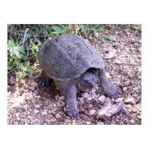 Snapping Turtle 1 posters by SafireLady Snapping Turtle 1 posters