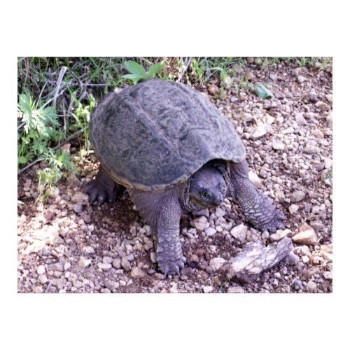Snapping Turtle 1 print