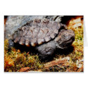 Snapping Turtle cards