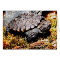 Snapping Turtle cards by freya18801 Snapping Turtle cards