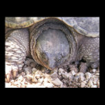 Snapping Turtle Face posters