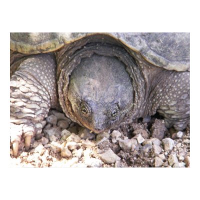 Snapping Turtle Face Print by SafireLady